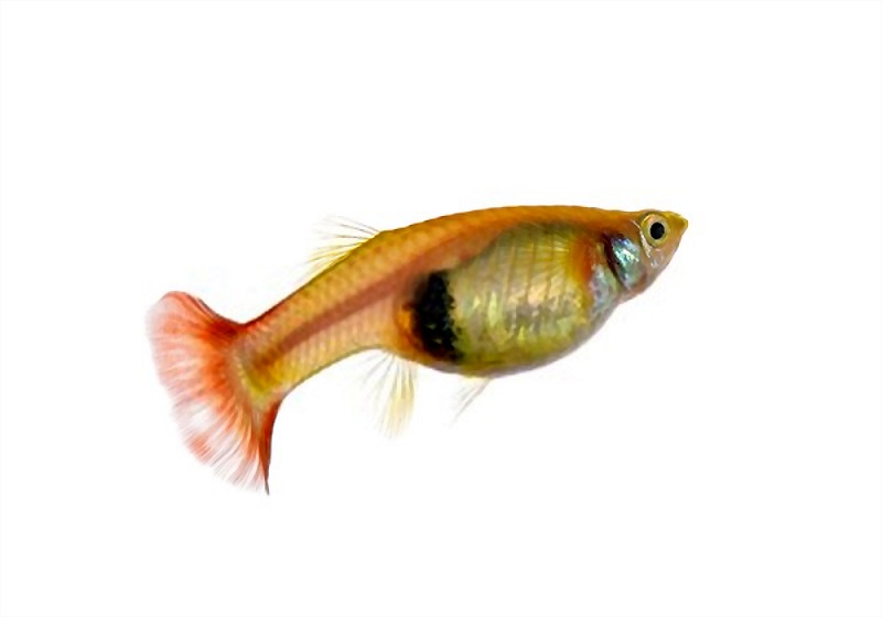Pregnant_guppy_Fish
