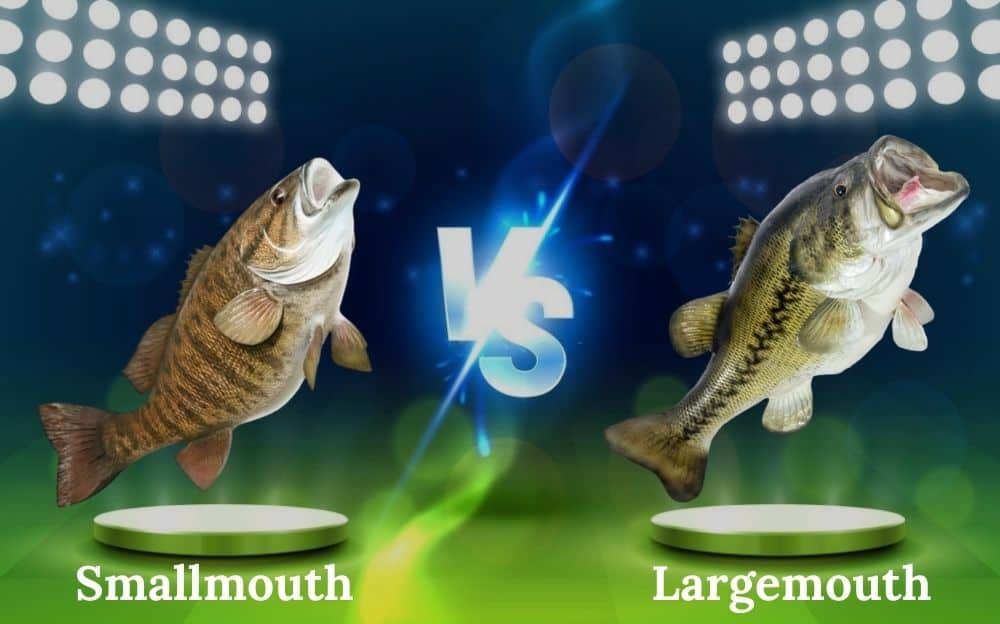 Largemouth Vs. smallmouth bass