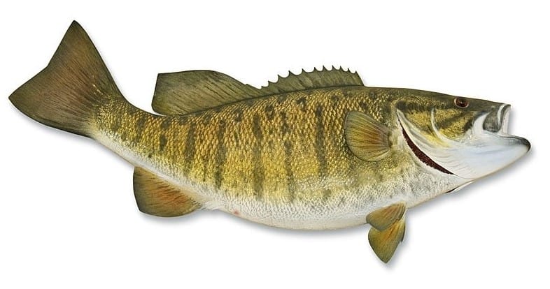 smallmouth Bass 