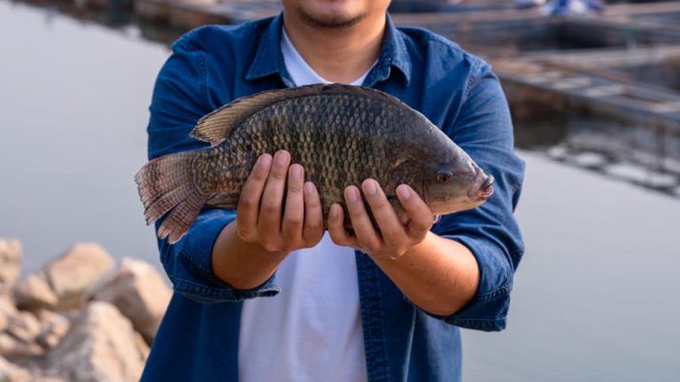 Where to Catch Tilapia
