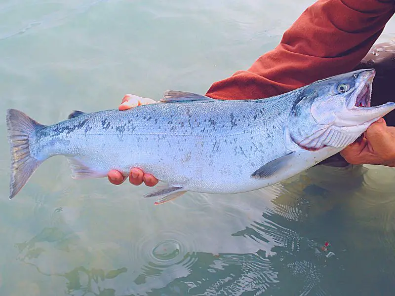 Salmon Fishing in Montana