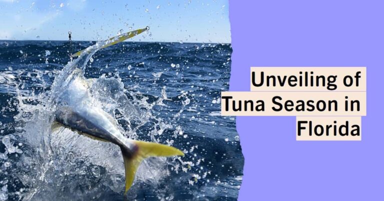 Tuna Season in Florida
