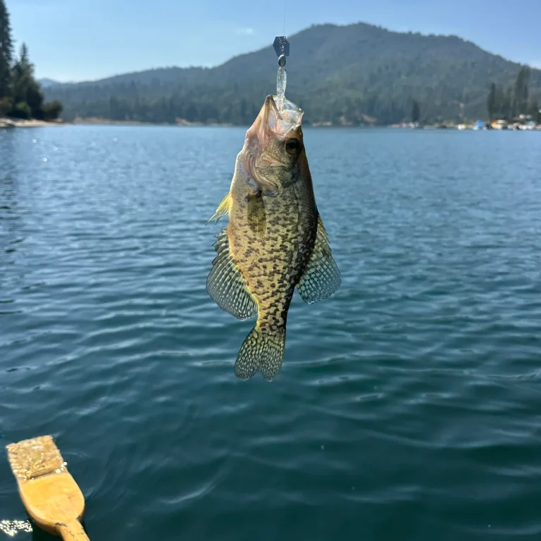 Bass Lake Ca Fishing Report
