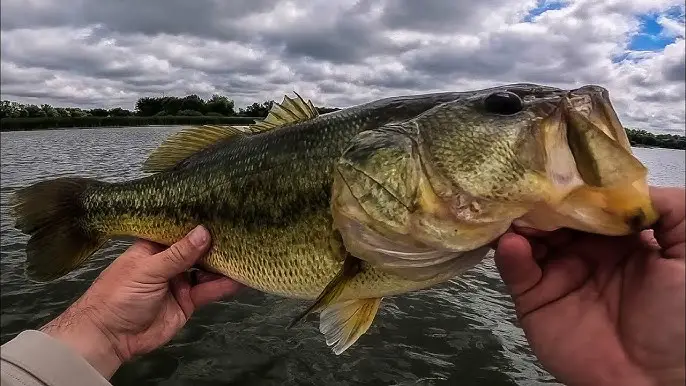 Best Lakes for Bass Fishing in Minnesota