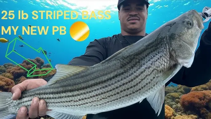Hudson River Striped Bass Fishing