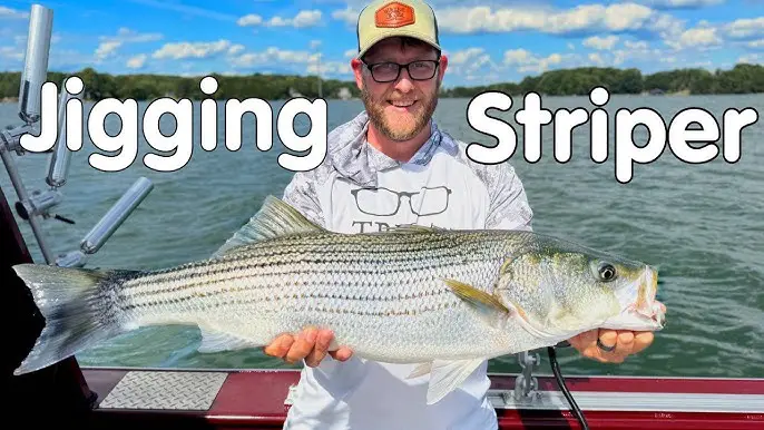 Striped Bass Fishing Smith Mountain Lake