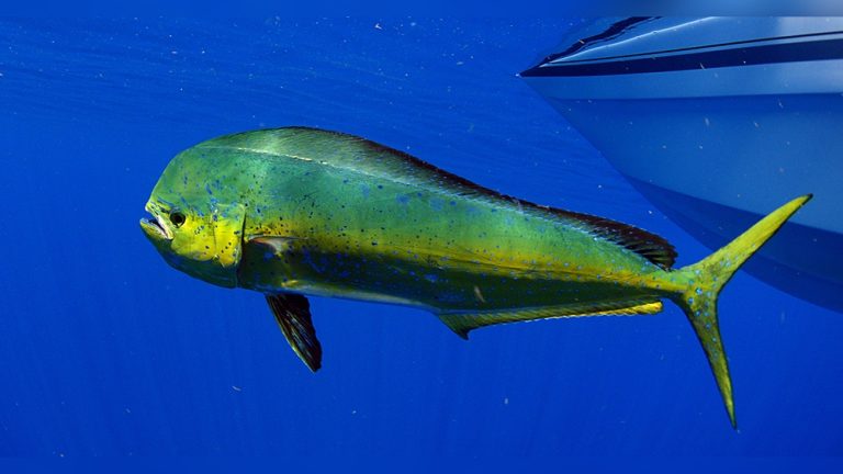 How to Catch Mahi Mahi Offshore